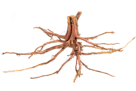 AquaGlobe Alborz Wood