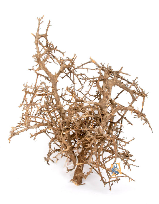 AquaGlobe Sinharaja Wood