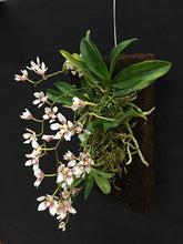 Load image into Gallery viewer, Fernwood Orchid Board, Twin Pack
