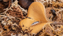 Load image into Gallery viewer, NewCal Elephant&#39;s Ear, 1oz.
