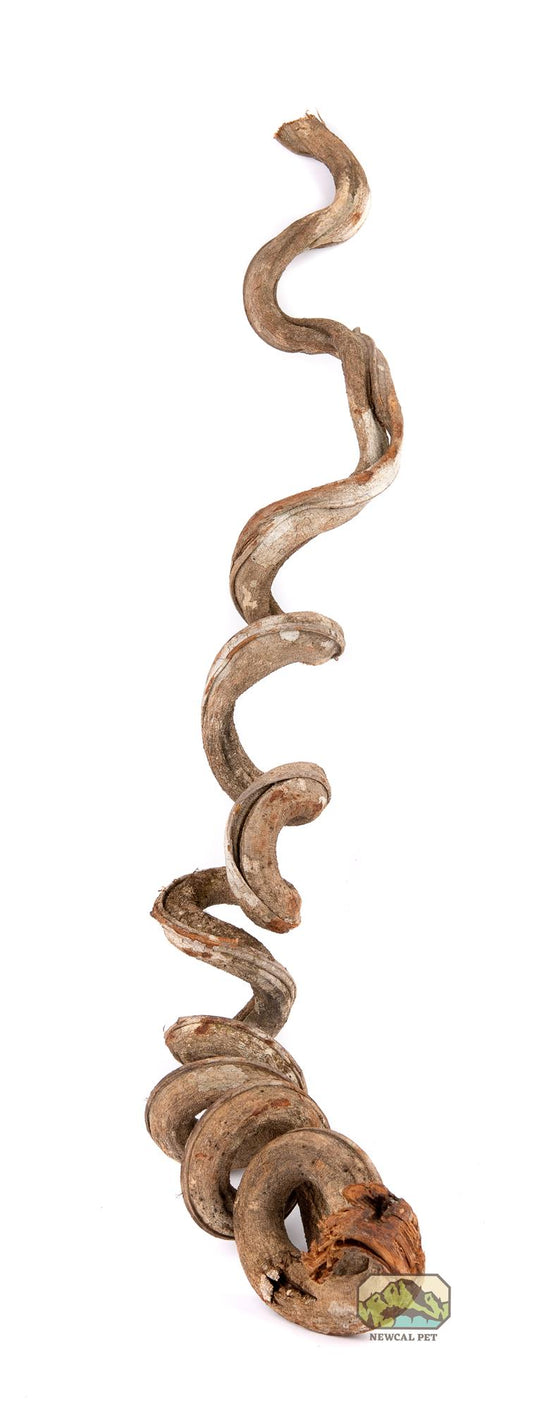 NewCal Liana Vine (Rosca), Thick