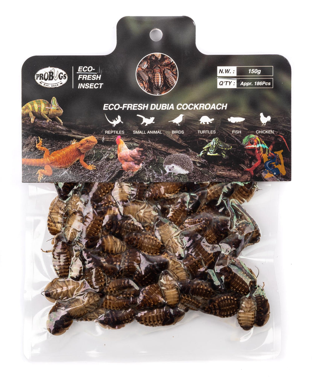 ProBugs Eco-Fresh Bulk Dubia, 150g