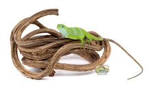 Load image into Gallery viewer, NewCal Corkscrew Liana (Rosca) Vine, Thick
