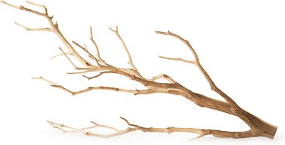 Galapagos Staghorn, Manzanita Branch