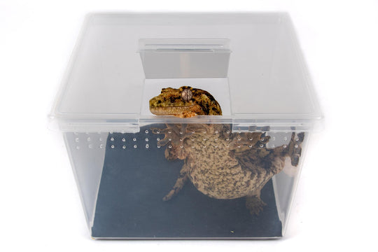 Square Vented Container with Flip Top Lid NOT Deli Cup