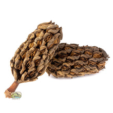Load image into Gallery viewer, NewCal Magnolia Pods, 2 Pack
