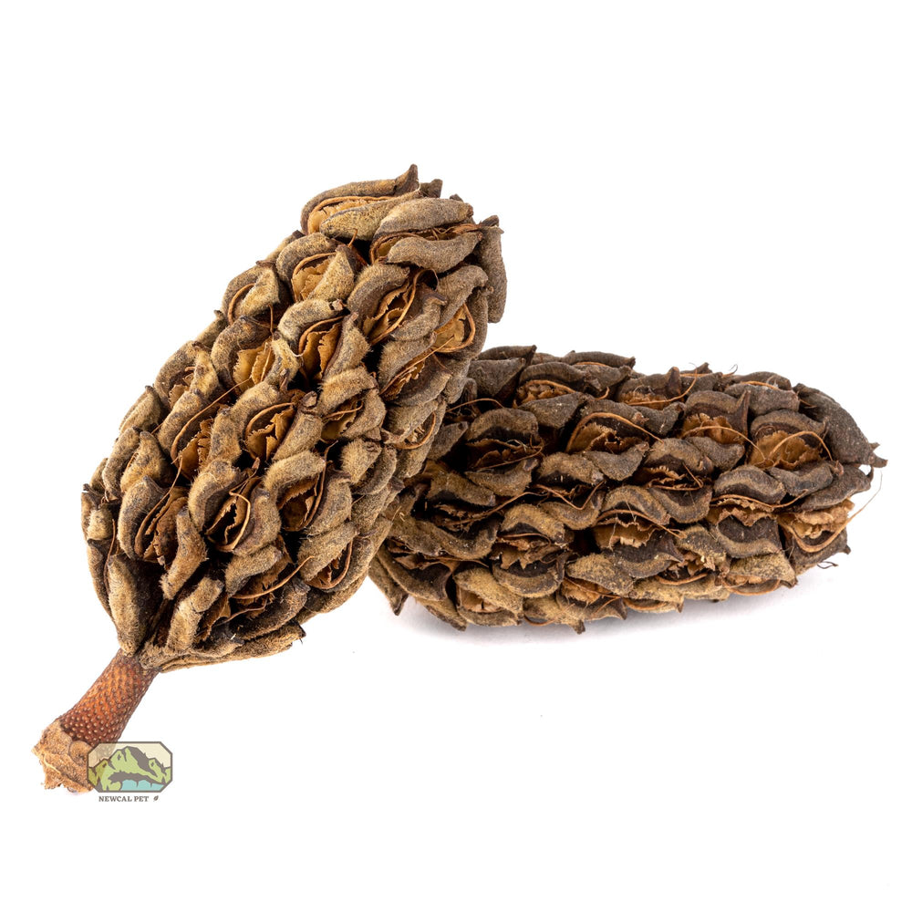 NewCal Magnolia Pods, 2 Pack