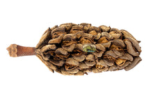 Load image into Gallery viewer, NewCal Magnolia Pods, 2 Pack
