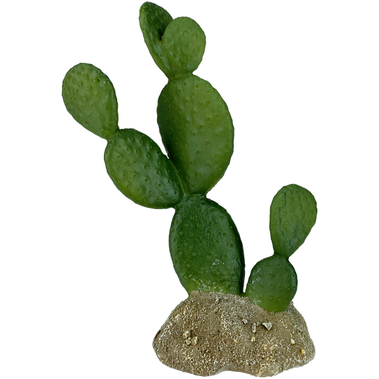 Komodo Prickly Pear Cactus 6.3"