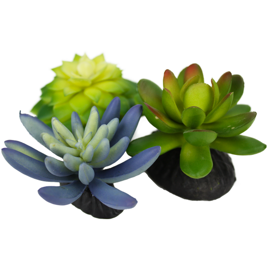 Komodo Succulent Blue \ Green 3-Pack