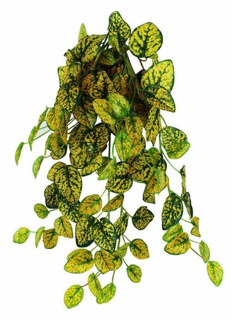 Pangea Hanging Bush Japanese Laurel