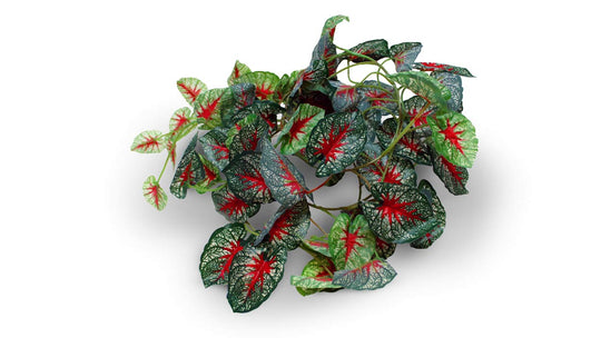 Pangea Leafy Vine Caladium, 6ft