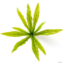 Load image into Gallery viewer, Exo Terra Birds&#39; Nest Fern Plant
