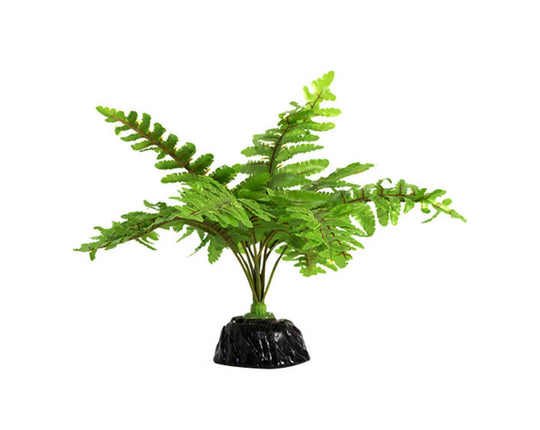 ReptiZoo Boston Fern 6"