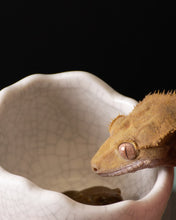 Load image into Gallery viewer, [ID:XZHW14]
