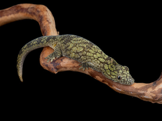 Female E.Occidentalis (EO-1004-5)