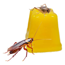 Load image into Gallery viewer, [ID:9V8WAB]
