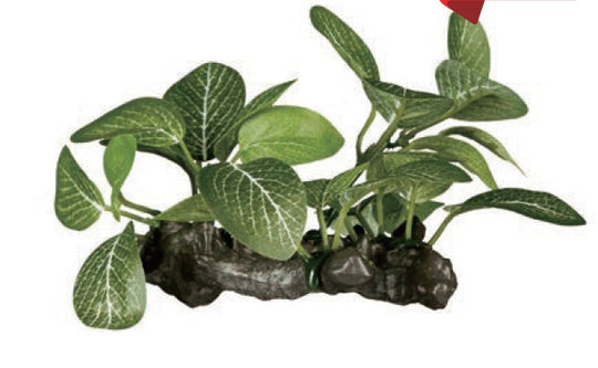 ReptiZoo Halenia elliptica Plant 3.5"