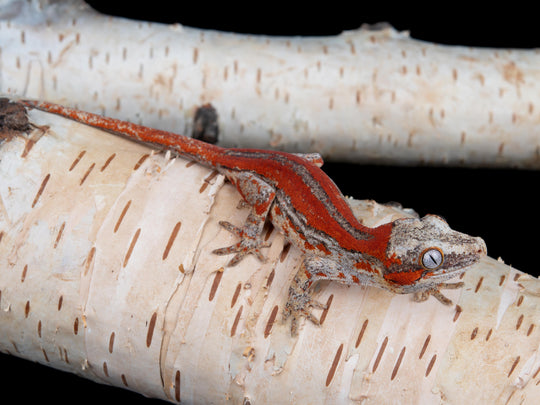 Unsexed Red Stripe (G62-1109-7)