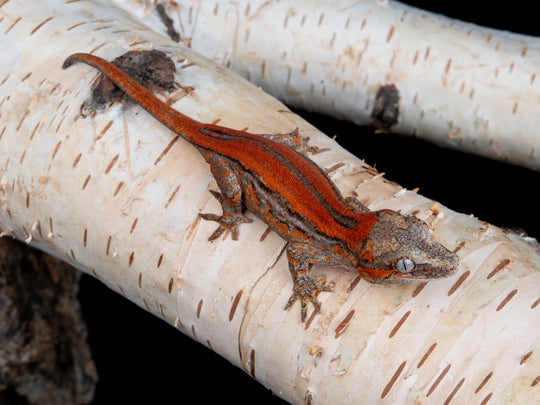 Unsexed Red Stripe (G57-1109-12)