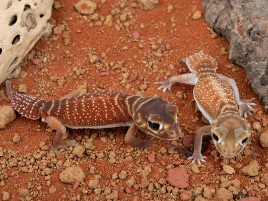 Unrelated Pair N.Levis Levis  (NGNLL-1123-3/NGNLL-1123-4)