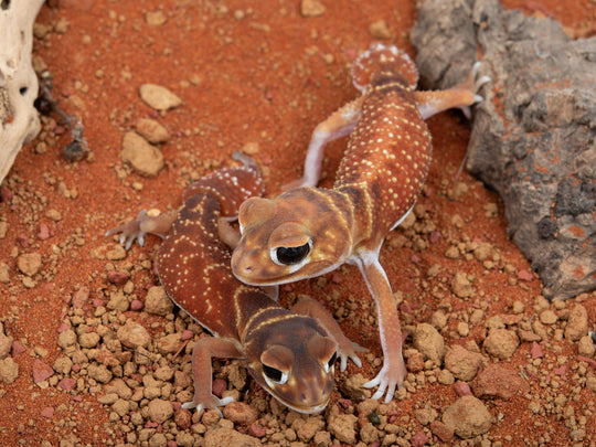 Unrelated Pair N.Levis Levis  (NGNLL-1123-9/NGNLL-1123-10)