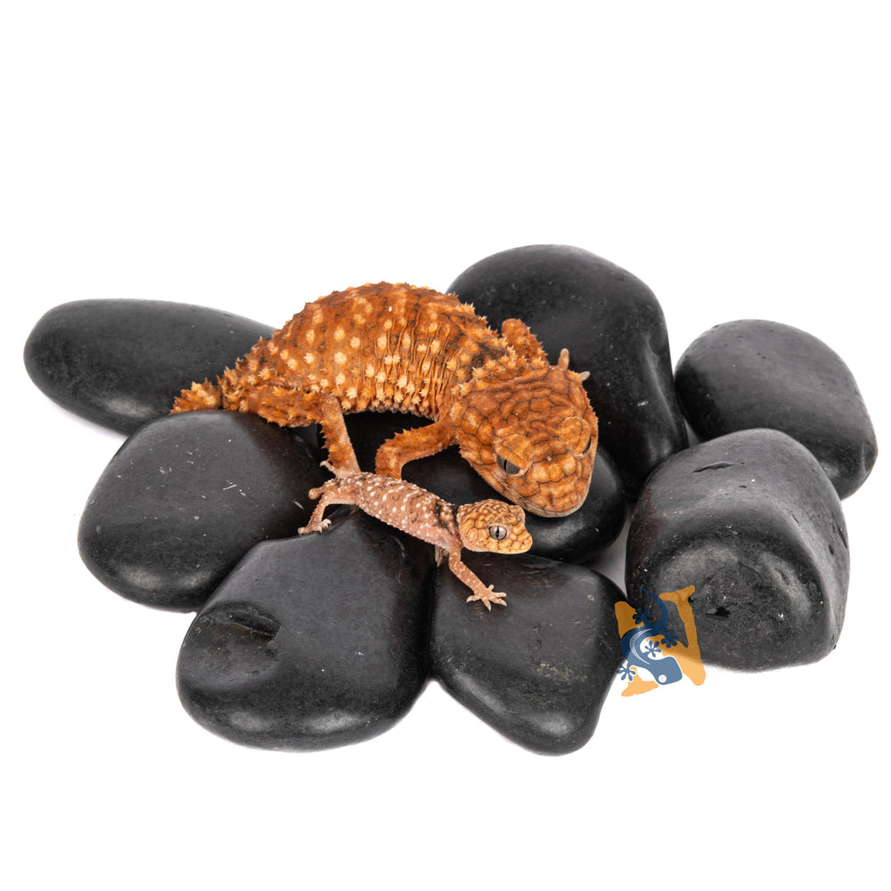 Aquaglobe Black Lava Rock