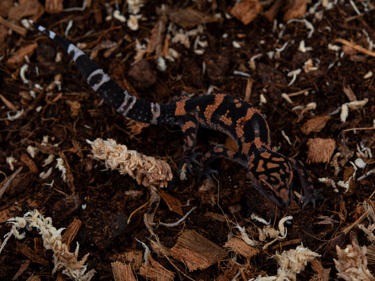 Female (NGGO-1201-4)