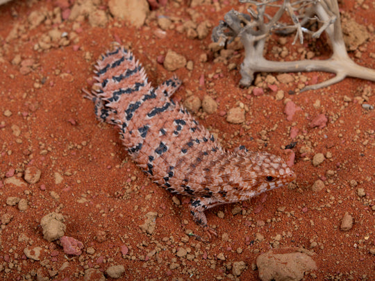 Unsexed Egernia epsisolus(NGEE-G2-1205-9)