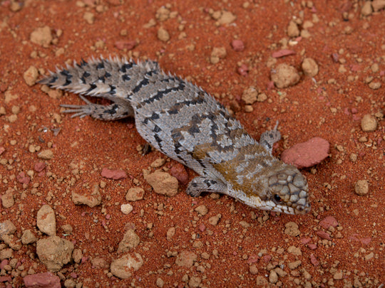 Unsexed E. Depressa (NGED-G2-1205-10)