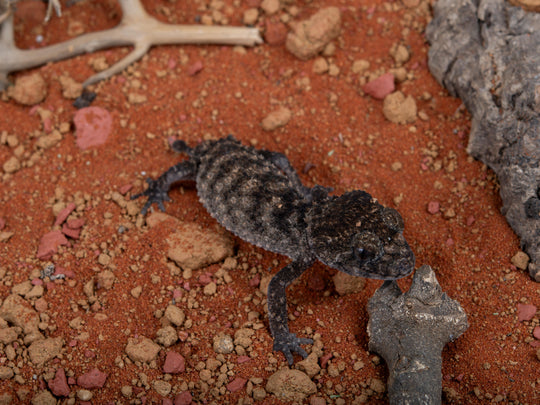 Female Nephrurus Asper (NGNAS-1205-16)