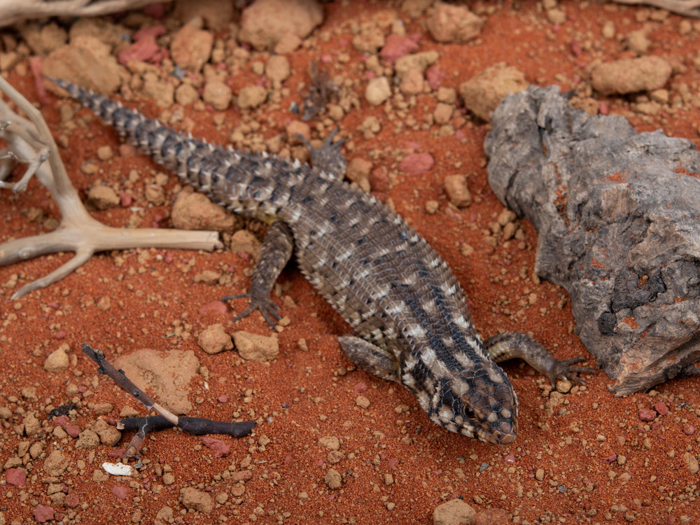 Unsexed Egernia hosmeri (NGEH-G1-1205-17)