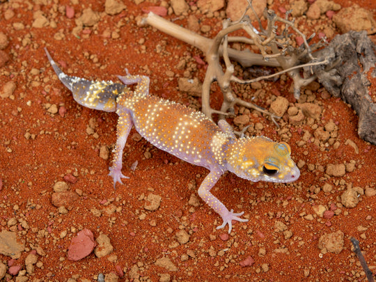 Female Hypo U.Milii (NGUM-0109-5)