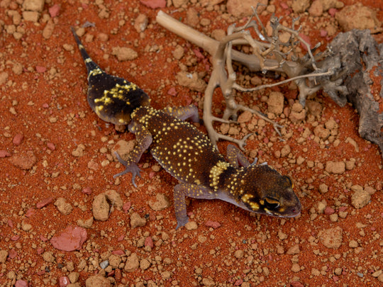 Male U.Milii (NGUM-0109-7)