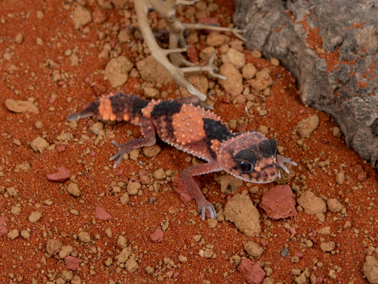 Male N.Wheeleri Wheeleri (NGWW-0109-12)