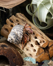 Load image into Gallery viewer, [ID:NNCX7Y]
