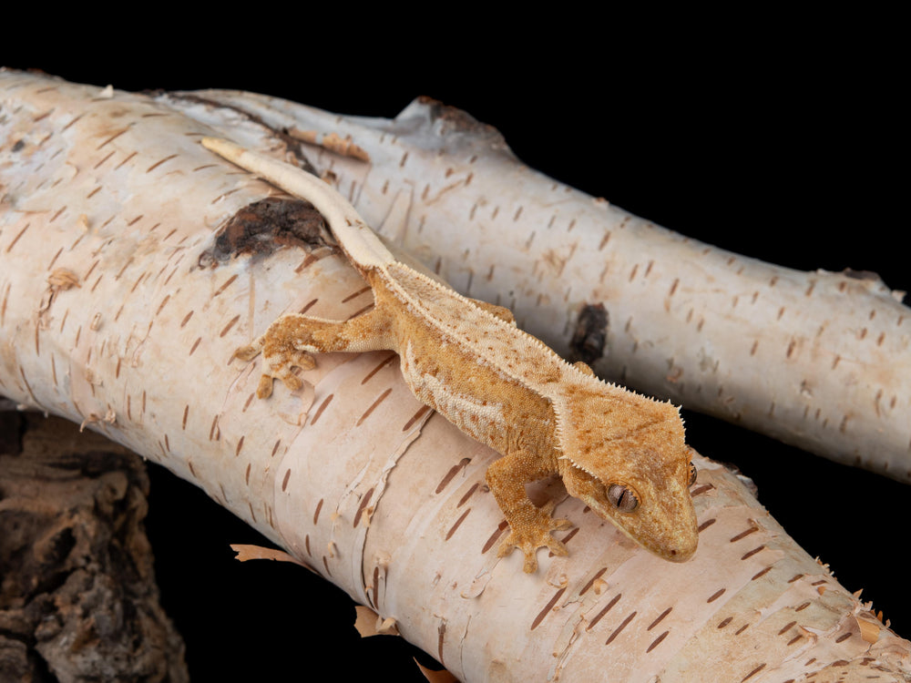 Female Yellow Pinstripe (NG-0627-15)