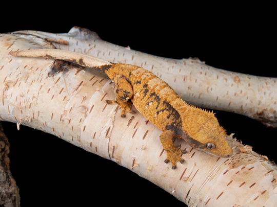 Female Extreme Harlequin (NGF-0827-7)