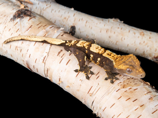 Male 100% Het Axanthic ((ax)-1017-26)