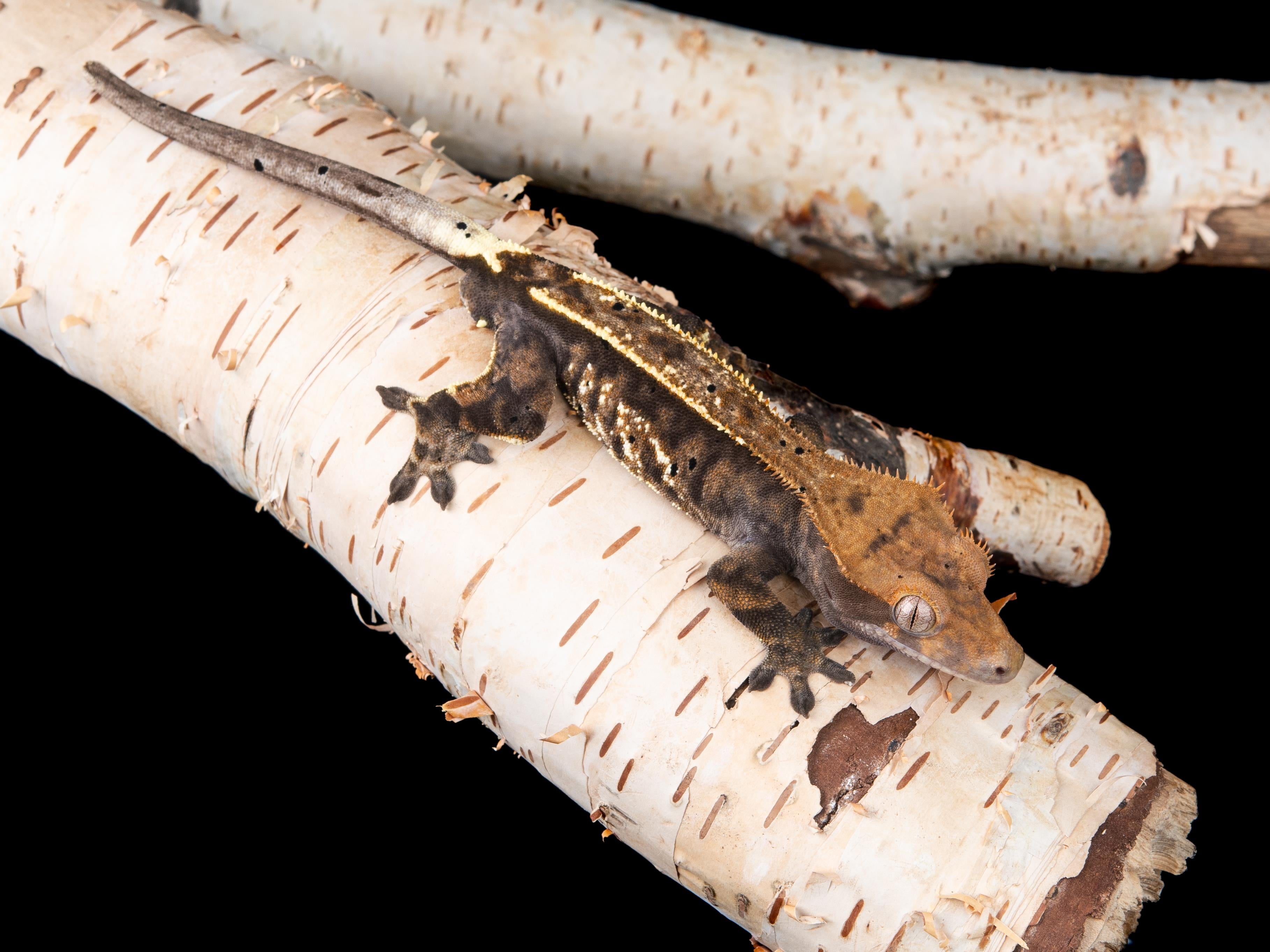 Male RCK Cappuccino (CAP-1017-34) – Northern Gecko Inc