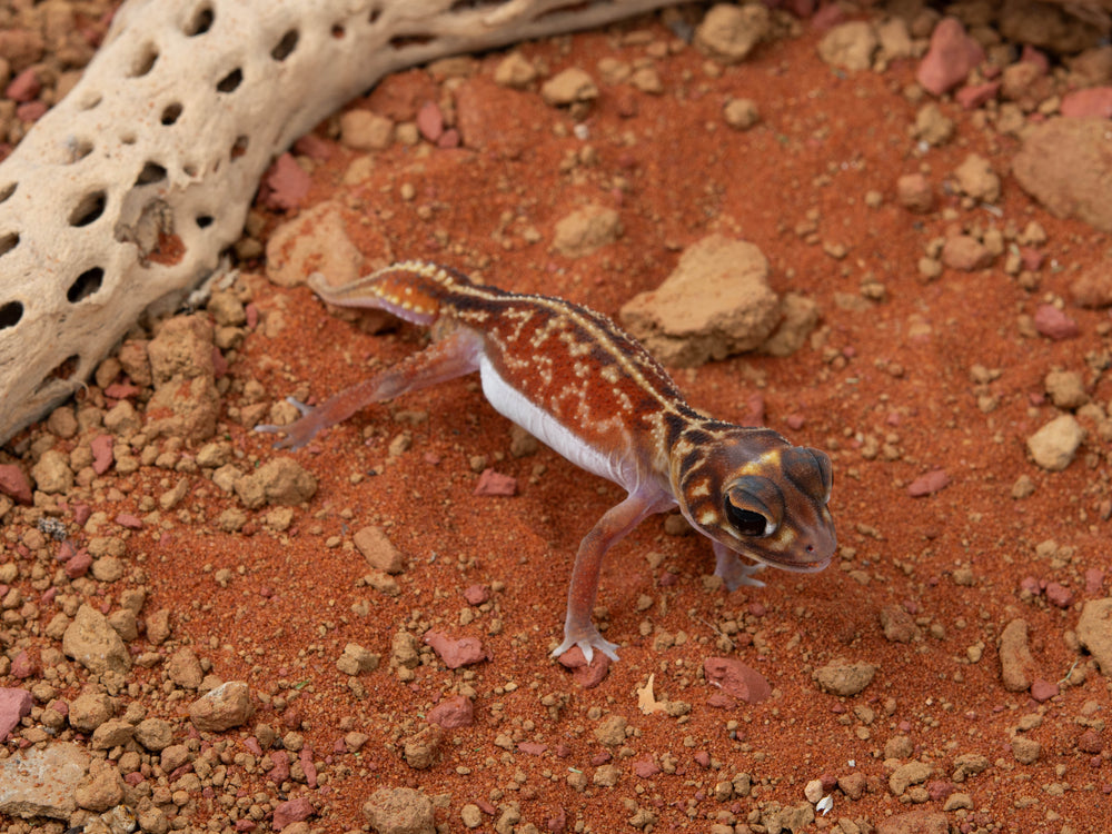 Male N. Vertebralis (NGNV-1112-8)