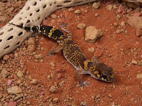 Male U.Milii (NGUM-1112-14)