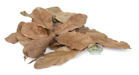 NewCal Water Oak Leaf Litter