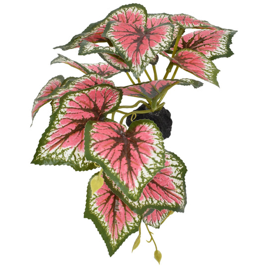 Komodo Standing Caladium Plant - Small 5"