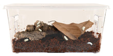 Load image into Gallery viewer, Zoo Med Creatures Roly-Poly Kit – Isopod Habitat
