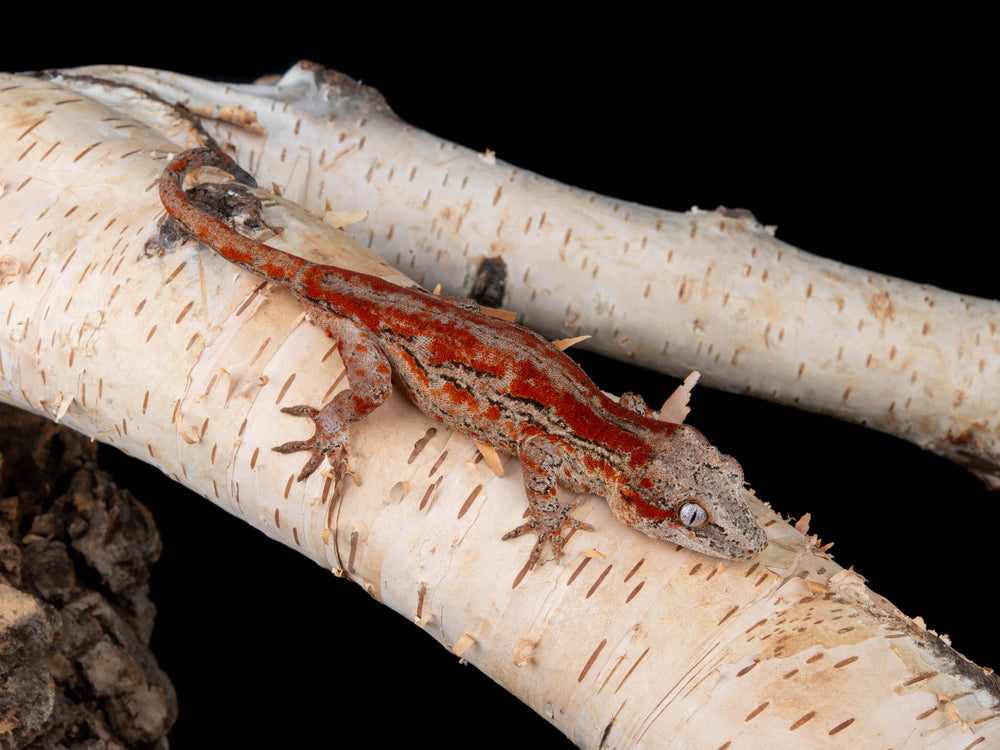 Male Red Stripe (G11-0415-1)