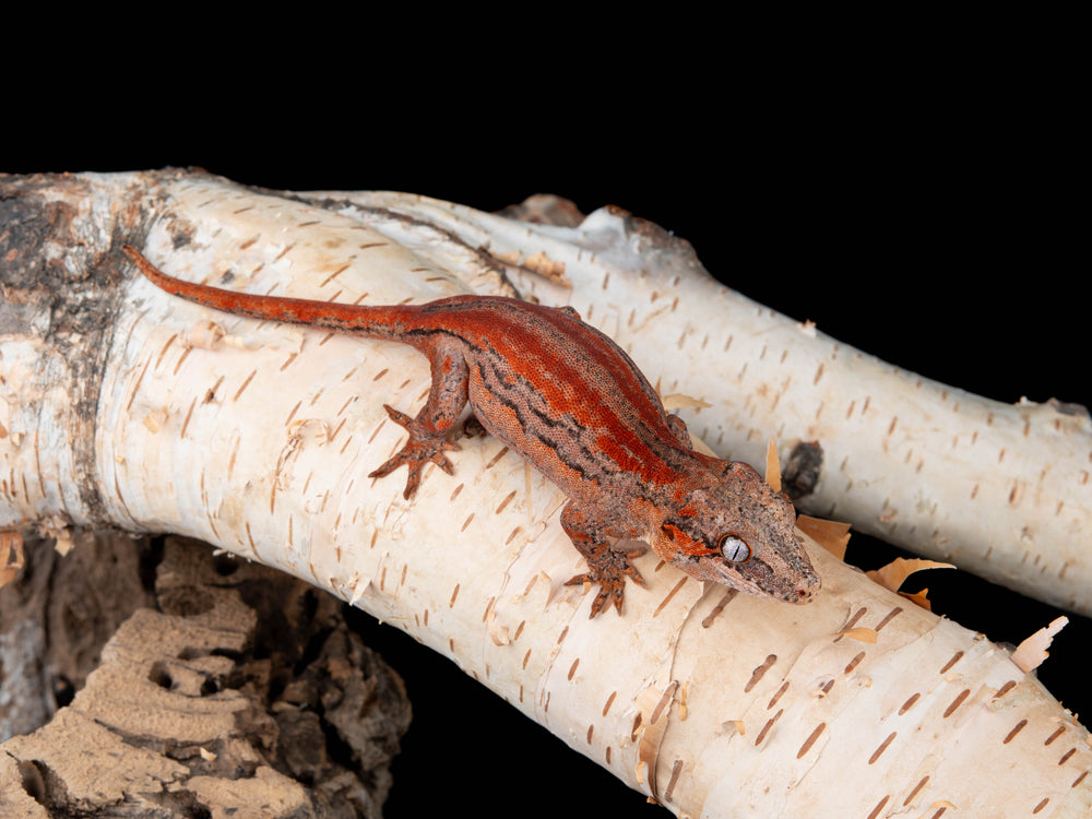 Probable Female Red Stripe (G56-0415-5)