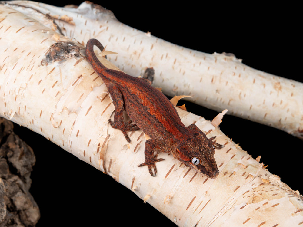 Probable Female Red Stripe (G22-0415-6)