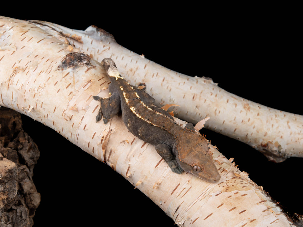 Male RCK Cappuccino (CAP-4015-10)