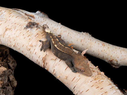 Male RCK Cappuccino (CAP-4015-10)